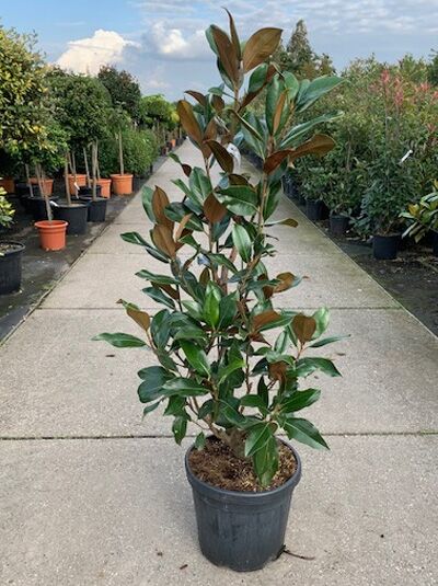 Magnolia grandiflora 'Praecox' / Großblütige Magnolie 'Praecox', 100-125 cm, C30, im Pflanzcontainer mit dunkelgrünen Blättern
