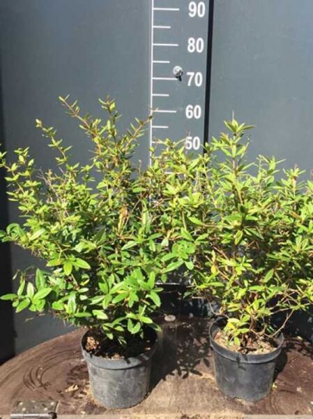 Großblättrige Berberitze (Berberis julianae) 40–60 cm C4, buschiger Strauch im Topf mit grünen, schmalen Blättern.