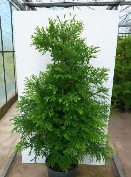 Thujopsis dolabrata (Hiba-Lebensbaum) 100-125 cm, C20 Solitär, immergrünes Nadelgehölz im Container mit dichtem Wuchs.