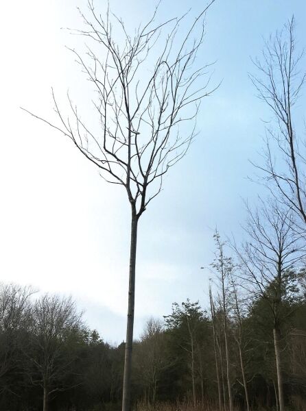 Kahle Felsenbirne 'Ballerina' (Amelanchier laevis 'Ballerina') als Hochstamm, 14–16 StU, mit kahlen Trieben.