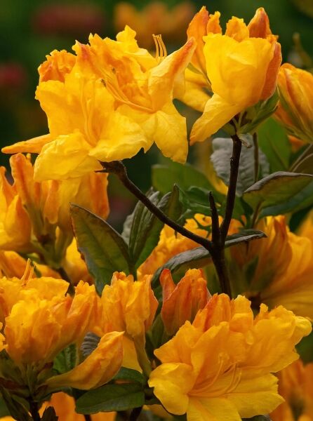 Sommergrüne Azalee 'Annabella' (Azalea 'Annabella') mit gelb-orangefarbenen Blüten und grünem Laub am Strauch.