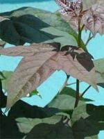 Amberbaum / Liquidambar günstig in TopBaumschulqualität kaufen