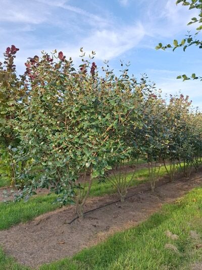 Oster-Schneeball / Duft-Schneeball / Viburnum burkwoodii