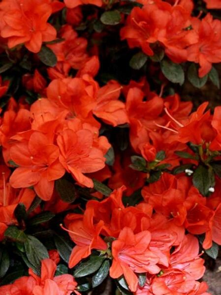 Rhododendron obtusum 'Mediante' / Japanische Azalee 'Mediante'