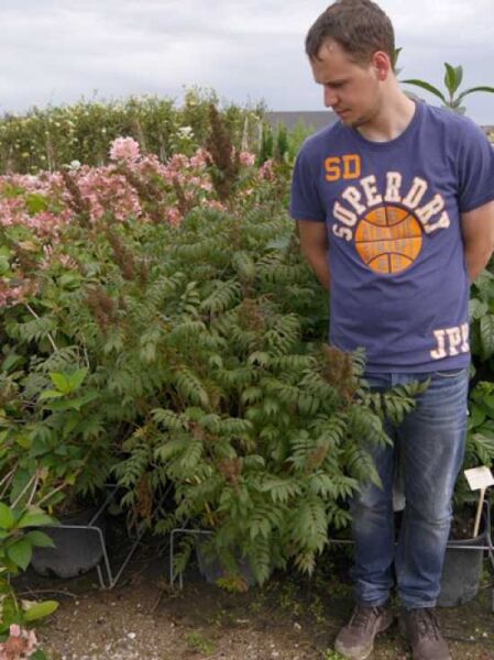 Sorbaria sorbifolia 'Sem ®' / Sibirische Fiederspiere 'Sem', 80-100 cm C20, buschiger Strauch mit gefiedertem Laub im Container