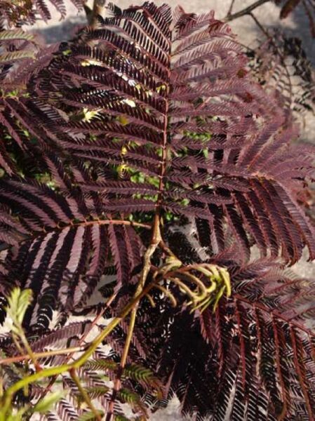 Seidenbaum Albizia julibrissin 'Summer Chocolate' mehrstämmig mit fein gefiederten, dunkel purpurfarbenen Blättern in Nahaufnahme
