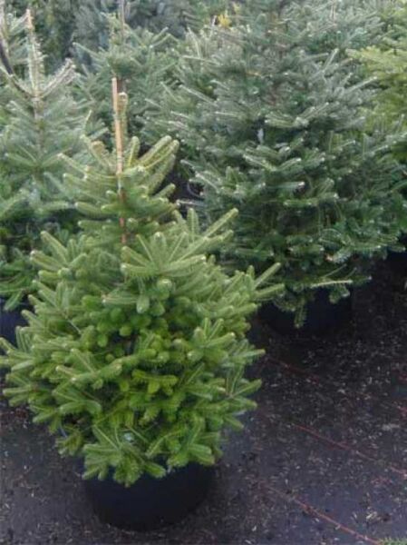 Abies koreana / Korea-Tanne