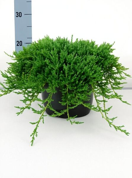 Juniperus horizontalis 'Wiltonii' / Teppich-Wacholder 'Wiltonii', flach wachsender Bodendecker im Topf, 40–50 cm breit, C10