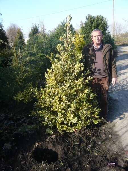 Großblatt-Stechpalme Ilex altaclerensis 'Golden King' Solitär, 175–200 cm, mit gelbgrün panaschierten Blättern im Freiland.