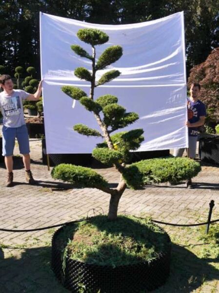 Juniperus media 'Hetzii' / Garten-Bonsai, Formschnitt-Wacholder mit Etagenkrone, ca. 190 cm hoch, 140 cm breit, im Wurzelballen.