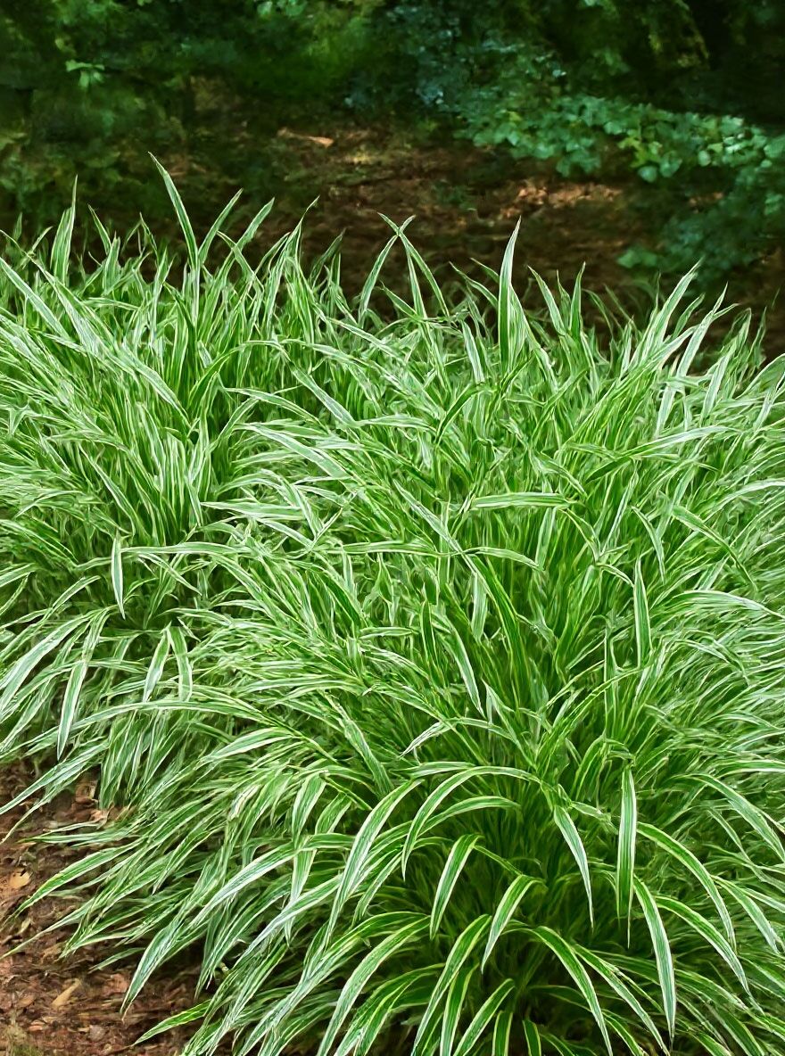 Blumixx Staude Carex 'Ice Dance' – Weißbunte Segge, Winterhart, 0,5L Topf, Ideal Für Schatten & Beet