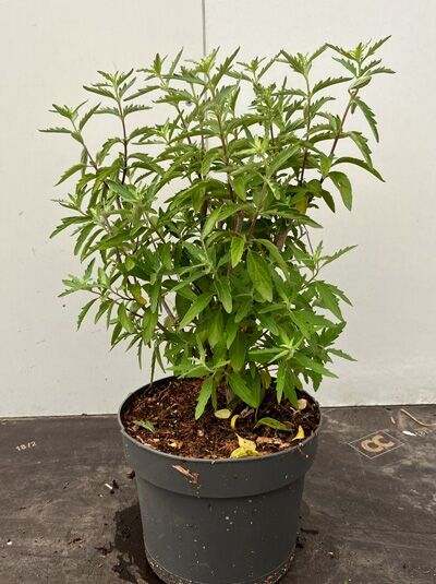 Bartblume Caryopteris x clandonensis 'Camara Pink ®' im schwarzen Pflanztopf, grünes, buschiges Laub, ohne Blüten.