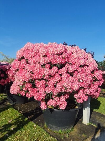 Rhododendron yakushimanum Schirmform / Rhododendron 'Schirmform' H: 160 cm B: 220 cm (546180)