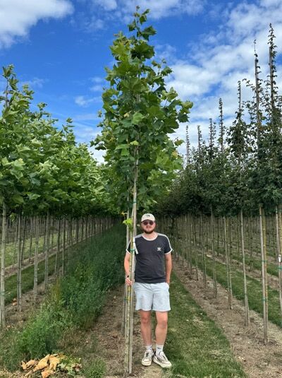 Platanus hispanica / Ahornblättrige Platane, Hochstamm 14-16 StU m. Db., junger Baum mit schlankem Stamm und grünen Blättern