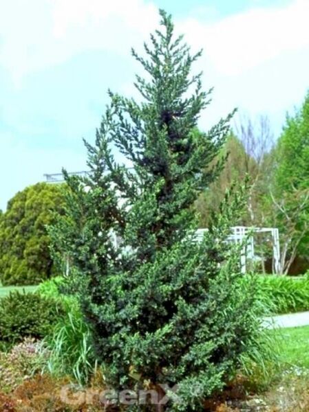 Juniperus chinensis 'Monarch' / Chinesischer Wacholder 'Monarch'