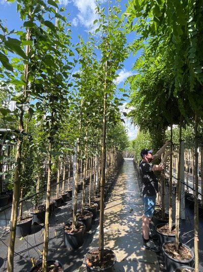 Alnus cordata (Herzblättrige Erle) Italienische Erle Hochstamm 10-12 StU im Container, aufgebunden mit grünem Laub in Baumschule