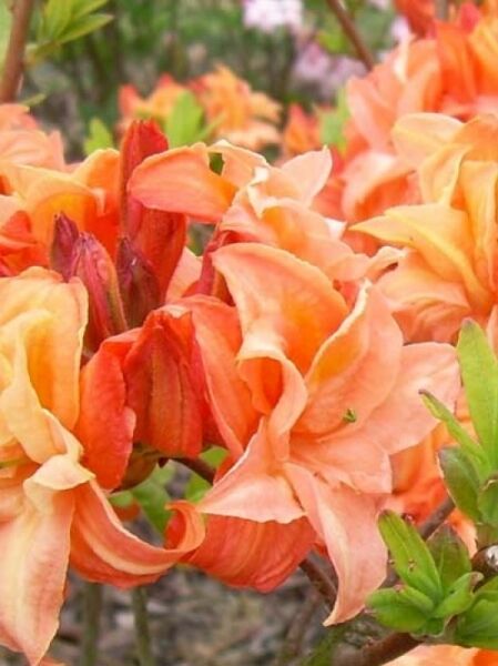 Azalea luteum 'Golden Eagle' (Knap-Hill) / Laubabwerfende Azalee 'Golden Eagle'
