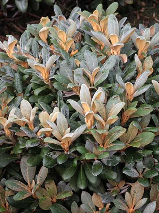 Rhododendron 'Debbie Dane' - Rhododendron yakushimanum 'Debbie Dane'