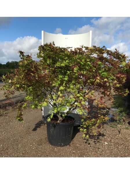 Japanischer Fächer-Ahorn &#039;Reticulatum Red&#039; / Acer palmatum &#039;Reticulatum Red&#039;
