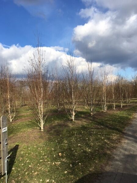 Weißrindige Himalaja-Birke 'Doorenbos' (Betula utilis 'Doorenbos'), mehrere junge Bäume mit weißer Rinde in Reihe.