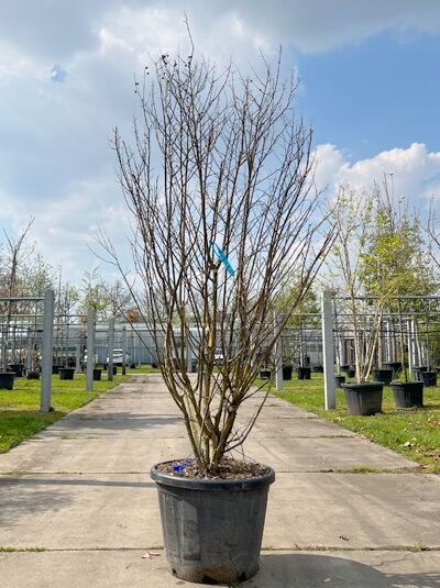 Kreppmyrte / Kräuselmyrte 'Purple Star' mehrstämmig / Lagerstroemia indica 'Purple Star' (876156)