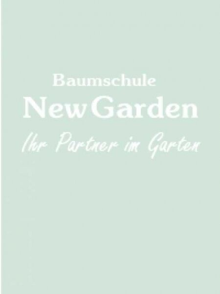 Schlauchpflanze 'Maroon' / Schlauchpflanze 'Maroon'