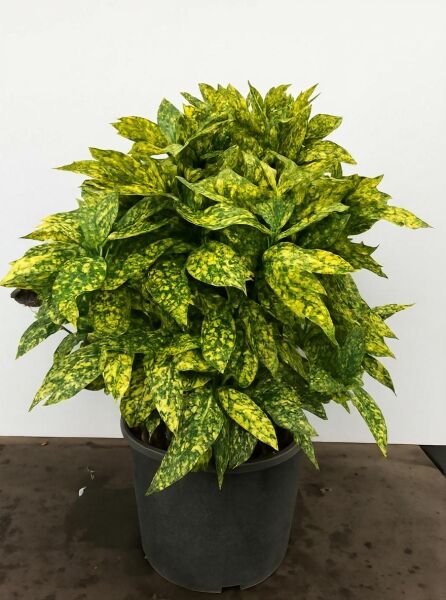 Japanische Aukube 'Crotonifolia' (Aucuba japonica) im C20-Topf, buschiger Strauch mit grün-gelb gesprenkelten Blättern.