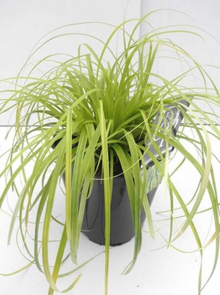 Gartensegge 'Everillo' / Gartensegge 'Everillo'