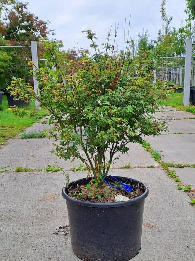 Japanischer Fächer-Ahorn 'Murasaki Kiyohime' / Japanischer Fächer-Ahorn 'Murasaki Kiyohime'