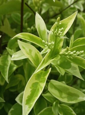 Glanz-Liguster 'Excelsum Superbum' - Ligustrum lucidum 'Excelsum Superbum'
