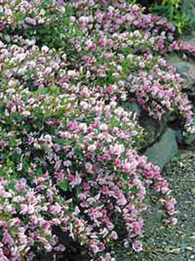 Purpur-Geißklee / Purpur-Ginster / Chamaecytisus purpureus