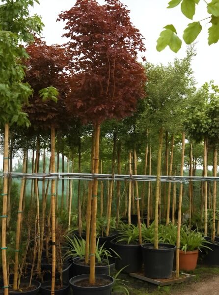 Acer platanoides 'Crimson King' / Blut-Ahorn 'Crimson King' Hochstamm im Container mit dunkelrotem Laub und Stützpfahl, Baumschule