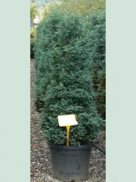 Silber-Zypresse (Chamaecyparis pisifera 'Boulevard') 125-150 cm im Topf C35, dicht verzweigter, silbrig-blauer Nadelgehölzstrauch.