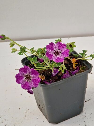 Aschgrauer Storchschnabel Geranium cinereum 'Jolly Jewel Lilac ®' im P9-Topf mit violettrosa Blüten und grünem Laub.