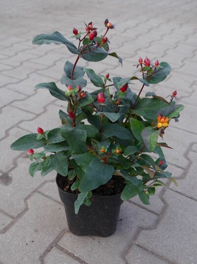 Johanniskraut 'Miracle Wonder' / Johanniskraut 'Miracle Wonder'