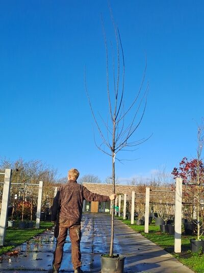 Prunus domestica 'The Czar' / Pflaume 'The Czar' Hochstamm im Container, laubloser Baum mit aufrechtem Stamm und Krone.