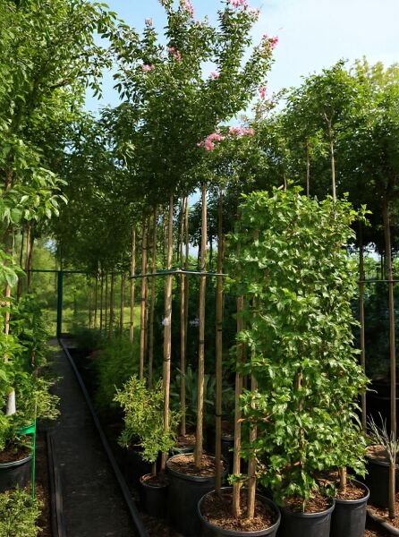 Lagerstroemia indica (Flieder des Südens) Hochstamm im Container mit rosa Blüten, 8–10 cm Stammumfang