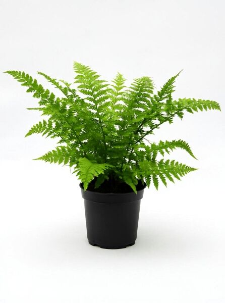 Dryopteris filix-mas (Echter Wurmfarn) Männerfarn C2 im schwarzen Topf mit grünen, gefiederten Wedeln