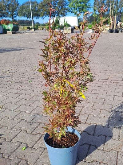 Fächer-Ahorn Acer palmatum 'Skeeter's Broom', 60–80 cm im C5-Topf, aufrechter Strauch mit roten, tief gelappten Blättern.
