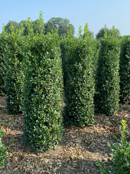 Ilex meserveae „Heckenfee“ / Stechpalme „Heckenfee“ 200–225 cm m. Db., Solitär, immergrüner Strauch mit dichtem Laub.