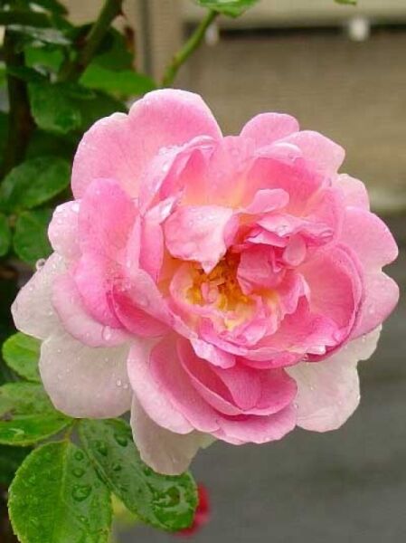 Kletterrose 'Jasmina' / Rosa 'Jasmina ®'