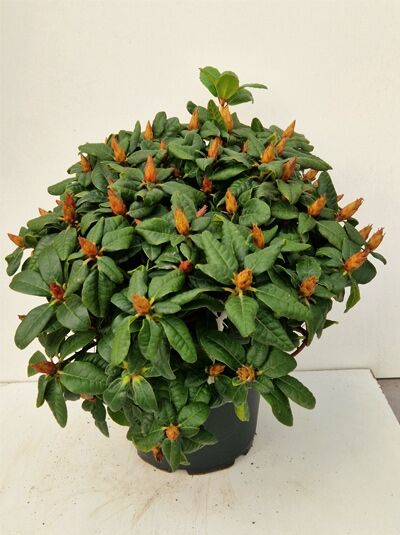 Rhododendron repens 'Scarlet Wonder' / Zwergrhododendron 'Scarlet Wonder' 40-50 cm C7, kompakter Strauch im Topf mit Knospen