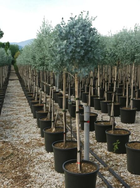 Mostgummi-Eukalyptus (Eucalyptus gunnii) als Hochstamm ca. 80 cm im C20-Topf, im Reihenbestand mit rundem, silbrigem Laub.