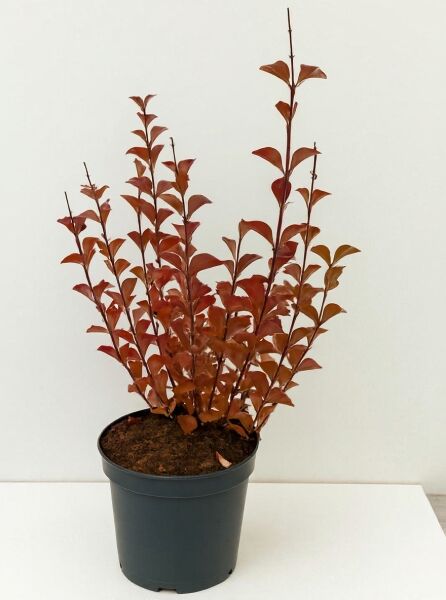 Syringa meyeri 'Palibin' / Zwerg-Duftflieder 'Palibin' 30-40 cm C3 im Topf, mehrtriebiger Strauch mit rötlichem Laub