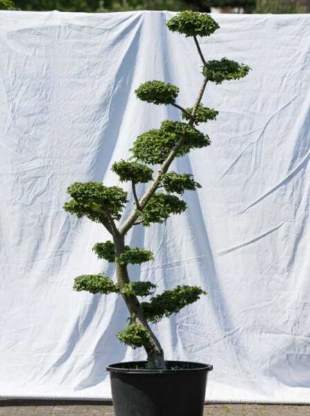 Ulmus minor 'Jacqueline Hillier' H: 200 cm B: 90 cm / Garten-Bonsai (568)