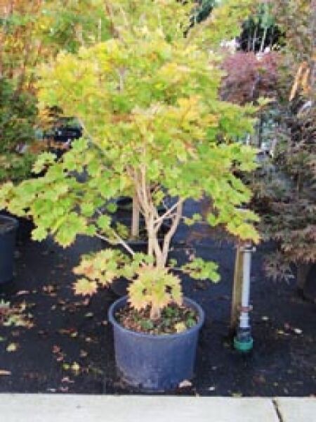 Japanischer Gold-Ahorn (Acer shirasawanum 'Aureum') 125–150 cm C35, mehrstämmiger Ahorn im Container mit gelbgrünem Laub.