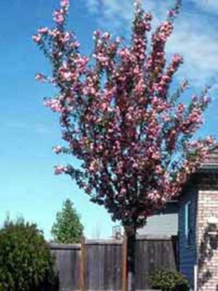 Zwerg-Blut-Pflaume Stämmchen / Prunus cistena Stämmchen