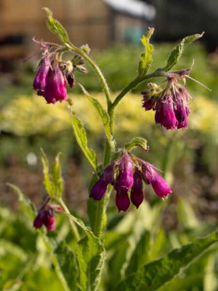Symphytum officinale 'Moulin Rouge' / Gewöhnlicher Beinwell 'Moulin Rouge' mit purpurroten, glockenförmigen Blüten und grünen Blättern
