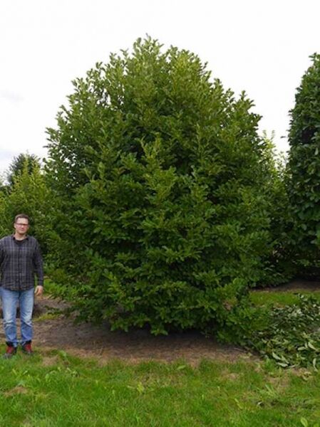 Magnolia stellata 'Royal Star' / Stern-Magnolie 'Royal Star', Solitär 450–500 cm mit Db., großer Strauch mit dichtem Laub