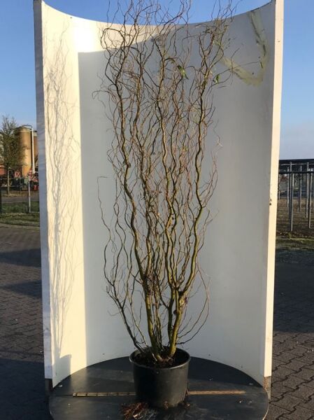 Salix babylonica 'Tortuosa' / Salix matsudana 'Tortuosa', Korkenzieher-Weide, Zickzack-Weide 200-250 cm im Container C35